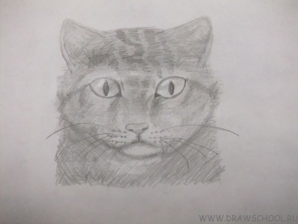 Котик